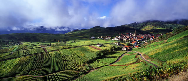 Route des vins d'Alsace, au pied des vosges