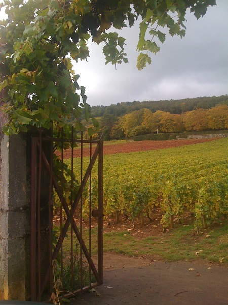 Chassagne Montrachet Clos Saint-Jean