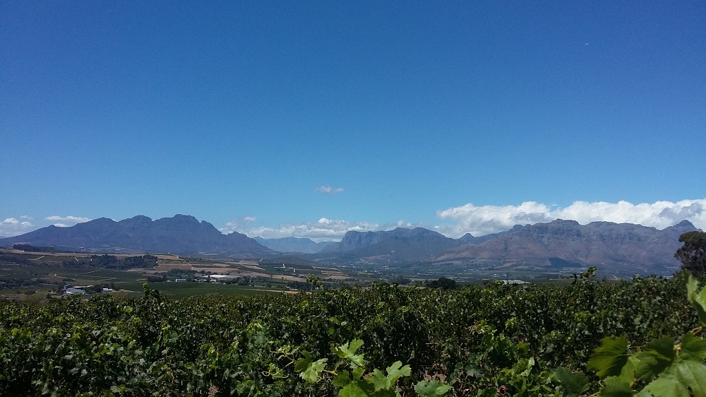Vignoble de Stellenbosch