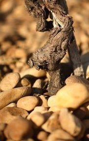 Châteauneuf-du-Pape, Châteauneuf, vallée du Rhône, Rhône, vigne