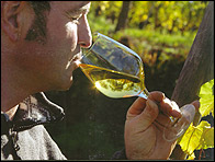 Domaine Barmès-Buecher, Barmès-Buecher, Barmès Buecher, François Barmès, Wettolsheim, vin d'Alsace