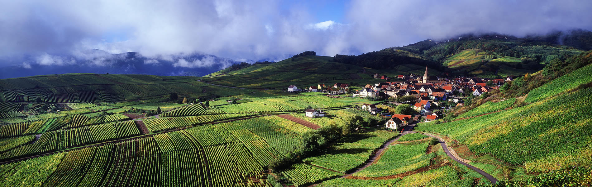 Vignoble d'Alsace